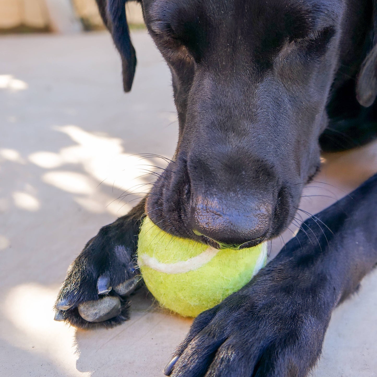 Tennis Eco Wool Dryer Balls - GRAND SLAM Friendsheep