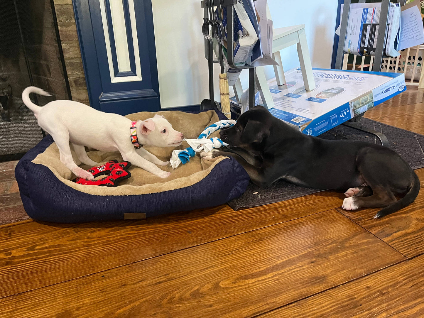 Just Honest - Upcycled Dog Toys: Small Just Honest