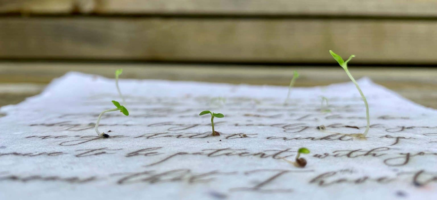 Marissa Kay Apothecary - Plantable Seed Card || Zero Waste || Supports Women MVW48 Marissa Kay Apothecary