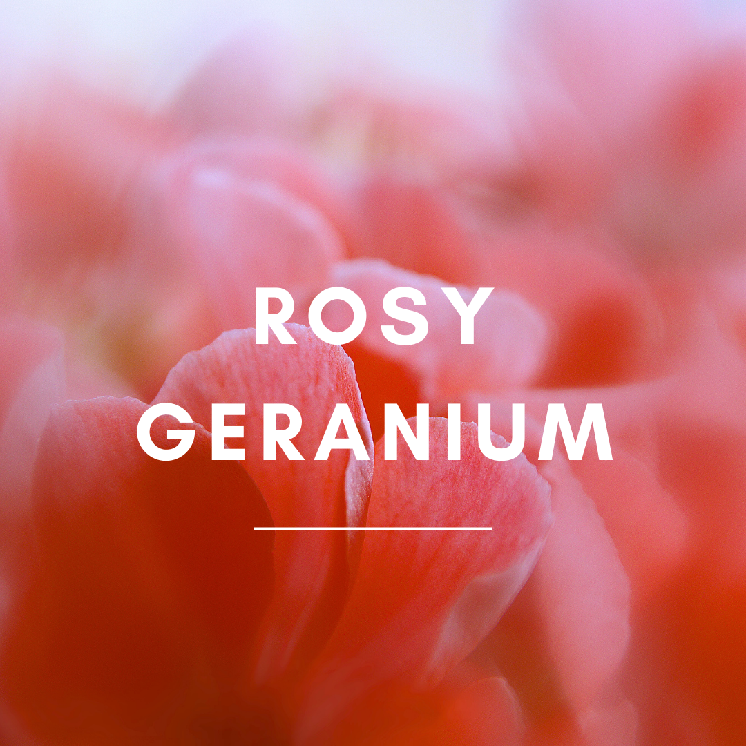 15 ml Rosy Geranium Aroma Blend