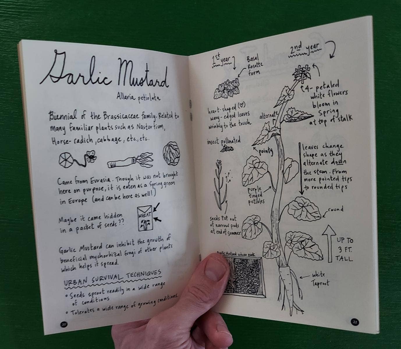 Urban Field Guide to the Herbs in Your Path (Zine) Microcosm Publishing & Distribution