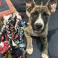 Just Honest - Upcycled Dog Toys: Large Just Honest