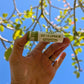 Pineapple SPF lip balm - Zero Waste - Bee's Wax Hawaii Koloa Farms