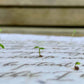 Happy Birthday || Hand-Drawn Seed Paper Greeting by Marissa Kay || MO3 Marissa Kay Co