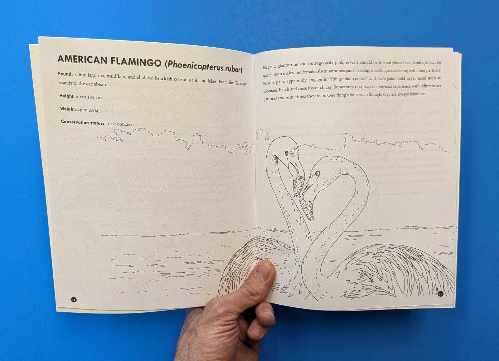 Queer Animals Coloring Book Zine Microcosm Publishing & Distribution