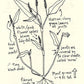 Urban Field Guide to the Plants in Your Path (Zine)