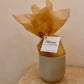Hand Poured Soy Wax Candle Refills Evergreen Collective