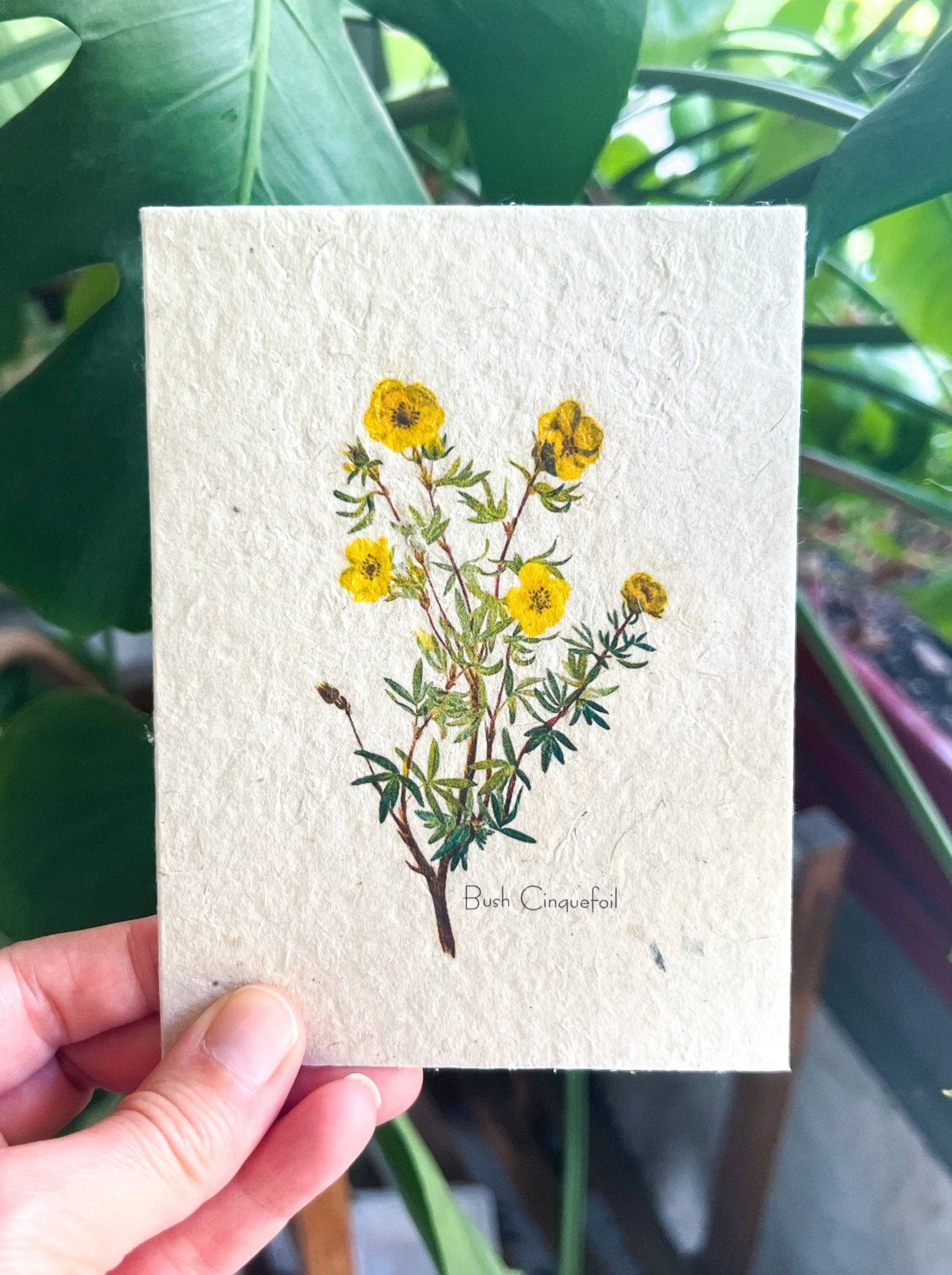 Marissa Kay Apothecary - Plantable Seed Card || Zero Waste || Supports Women MVW31 Marissa Kay Apothecary