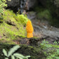 Morel - Pure Beeswax Candle