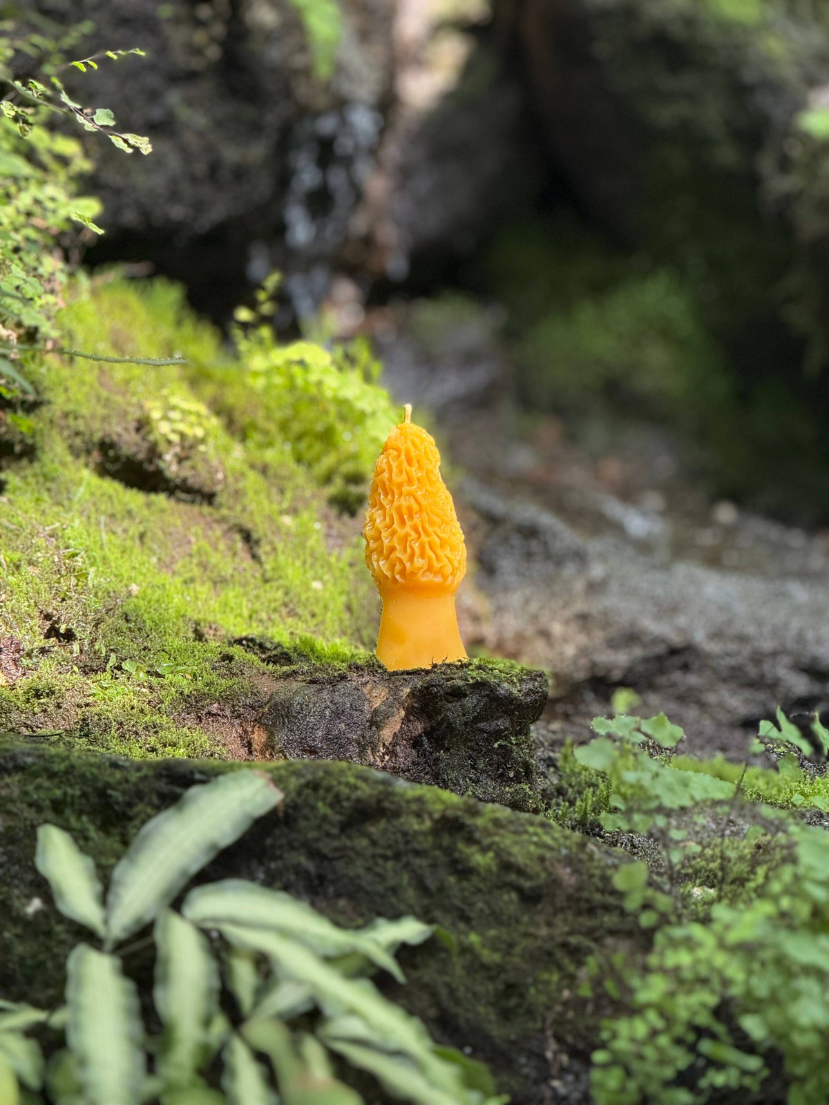 Morel - Pure Beeswax Candle