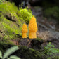 Morel - Pure Beeswax Candle