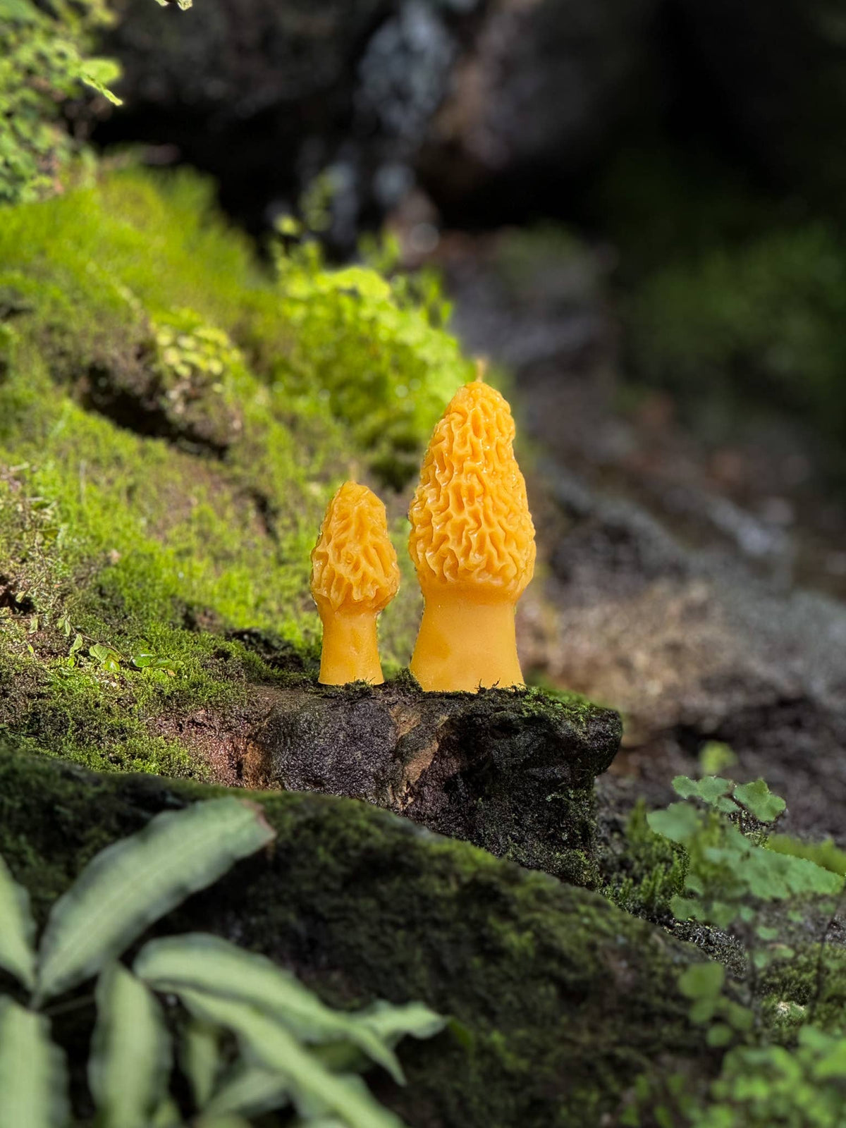 Morel - Pure Beeswax Candle