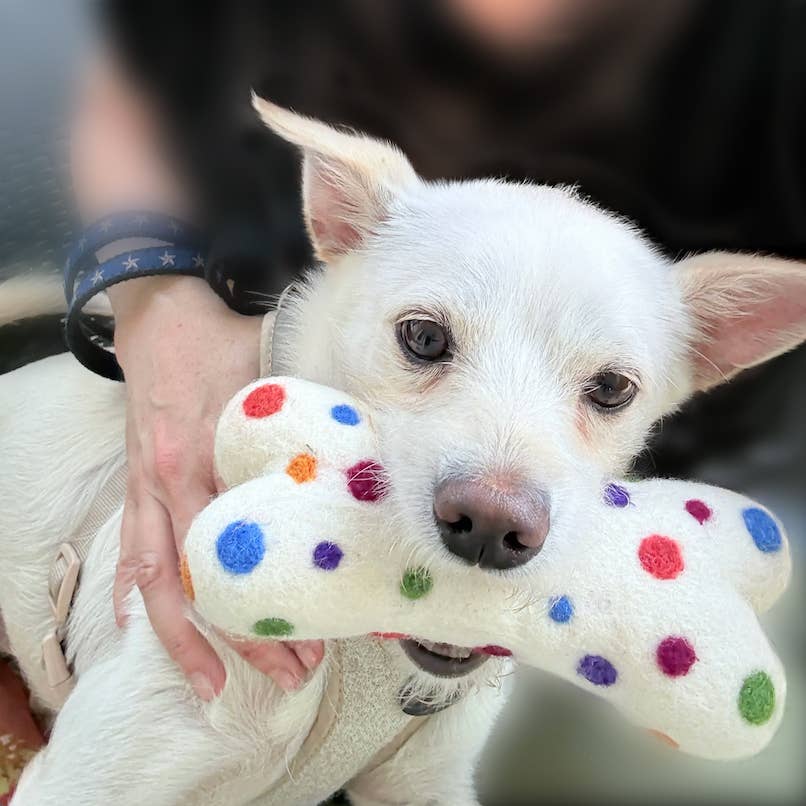 Eco Wool Dog Bones/Toys Tie-Dyed (Fair Trade) Ethical Global