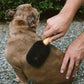 Wash & Groom Pet Brush - Perfect for Dogs & Cats