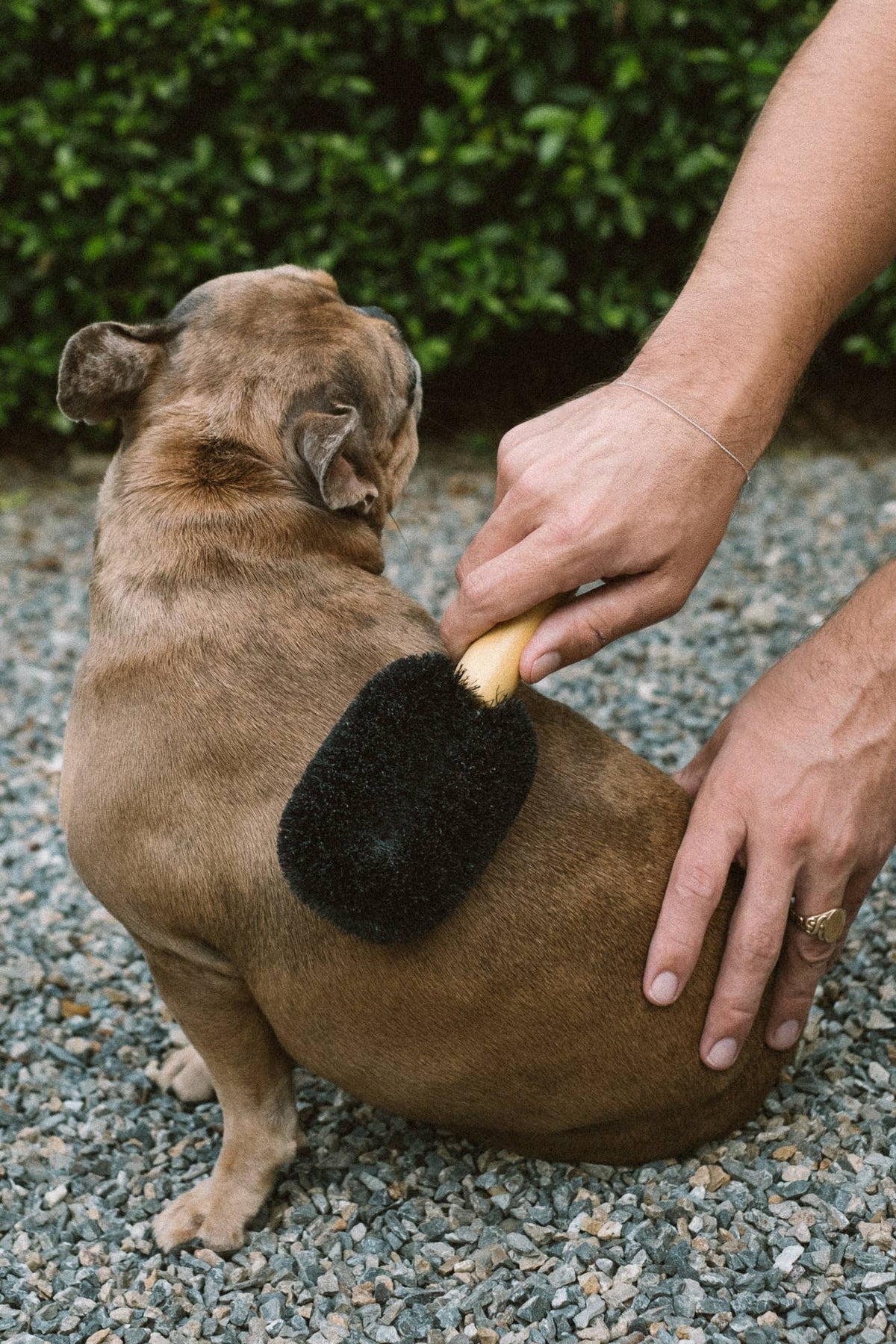 Wash & Groom Pet Brush - Perfect for Dogs & Cats