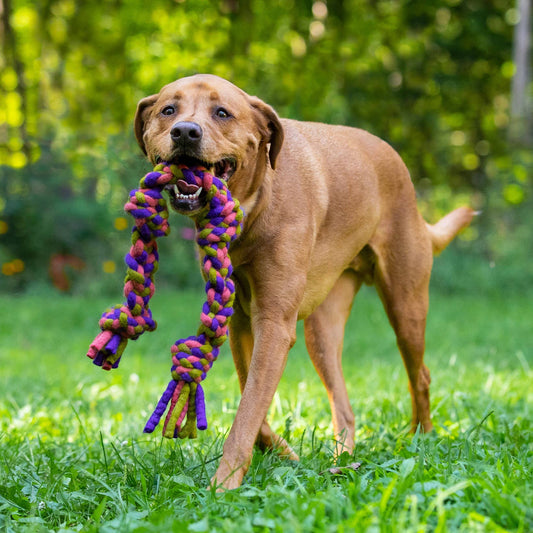 Dharma Dog Toy, Knotted Rope Pull, Purple/Green Karma Cat Inc.