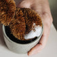 Twisted Scourer - 100% Natural Coconut Fiber